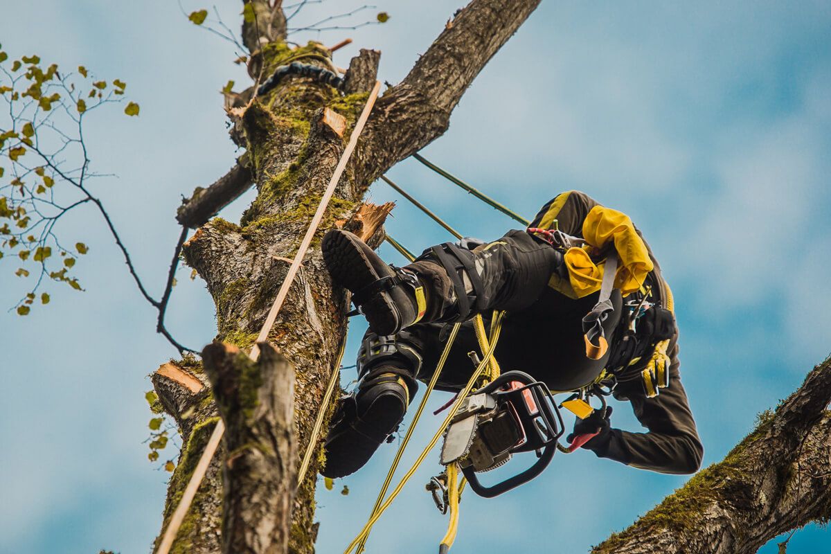 Whole Tree Harvesting DURUM SERVICES INC.